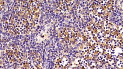 Invitrogen EEF1A1 Polyclonal Antibody 20 &mu;L; Unconjugated:Antibodies,