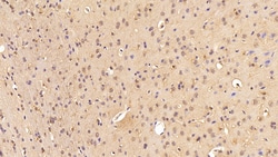 Invitrogen EEF1A1 Polyclonal Antibody 20 &mu;L; Unconjugated:Antibodies,