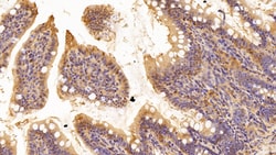 Invitrogen EEF1A1 Polyclonal Antibody 20 &mu;L; Unconjugated:Antibodies,