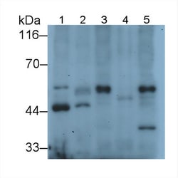 Invitrogen EEF1A1 Polyclonal Antibody 20 &mu;L; Unconjugated:Antibodies,
