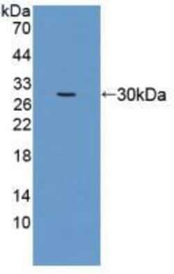 Invitrogen EEF1A1 Polyclonal Antibody 20 &mu;L; Unconjugated:Antibodies,