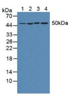 Invitrogen EEF1A1 Polyclonal Antibody 20 &mu;L; Unconjugated:Antibodies,