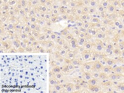 Invitrogen eIF2d Polyclonal Antibody 20 &mu;L; Unconjugated:Antibodies,