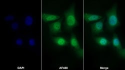 Invitrogen CRM1 Polyclonal Antibody:Antibodies:Primary Antibodies