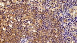 Invitrogen CRM1 Polyclonal Antibody:Antibodies:Primary Antibodies