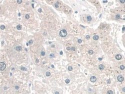 Invitrogen CRM1 Polyclonal Antibody:Antibodies:Primary Antibodies