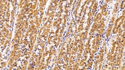 Invitrogen CRM1 Polyclonal Antibody:Antibodies:Primary Antibodies