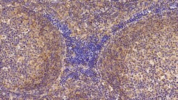 Invitrogen CRM1 Polyclonal Antibody:Antibodies:Primary Antibodies