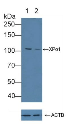 Invitrogen CRM1 Polyclonal Antibody:Antibodies:Primary Antibodies
