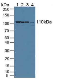Invitrogen CRM1 Polyclonal Antibody:Antibodies:Primary Antibodies