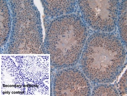 Invitrogen FAM19A2 Polyclonal Antibody 200 &mu;L; Unconjugated:Antibodies,