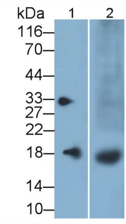 Invitrogen FAM19A2 Polyclonal Antibody 200 &mu;L; Unconjugated:Antibodies,