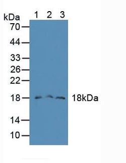 Invitrogen FAM19A2 Polyclonal Antibody 200 &mu;L; Unconjugated:Antibodies,