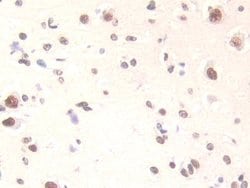 Invitrogen FAM19A3 Polyclonal Antibody 20 &mu;L; Unconjugated:Antibodies,