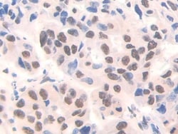 Invitrogen FAM19A3 Polyclonal Antibody 20 &mu;L; Unconjugated:Antibodies,