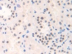 Invitrogen FAM19A3 Polyclonal Antibody 20 &mu;L; Unconjugated:Antibodies,