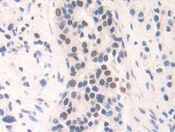 Invitrogen FAM19A3 Polyclonal Antibody 20 &mu;L; Unconjugated:Antibodies,