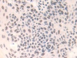Invitrogen FAM19A3 Polyclonal Antibody 20 &mu;L; Unconjugated:Antibodies,