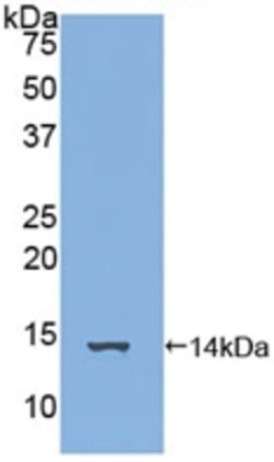 Invitrogen FAM19A3 Polyclonal Antibody 20 &mu;L; Unconjugated:Antibodies,