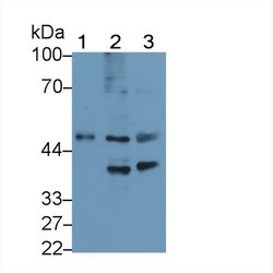 Invitrogen FEZ2 Polyclonal Antibody 20 &mu;L; Unconjugated:Antibodies,