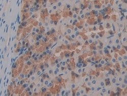 Invitrogen FABP9 Polyclonal Antibody 200 &mu;L; Unconjugated:Antibodies,