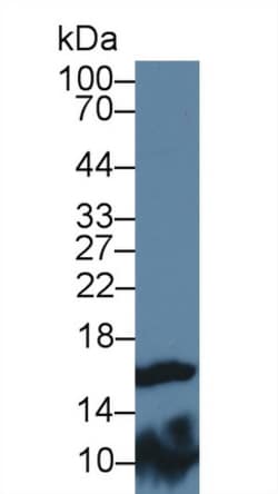 Invitrogen FABP9 Polyclonal Antibody 200 &mu;L; Unconjugated:Antibodies,