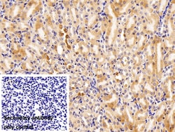 Invitrogen FADS2 Polyclonal Antibody:Antibodies:Primary Antibodies