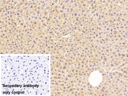 Invitrogen FADS2 Polyclonal Antibody:Antibodies:Primary Antibodies