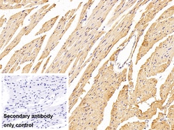 Invitrogen FADS2 Polyclonal Antibody:Antibodies:Primary Antibodies