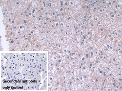 Invitrogen FADS2 Polyclonal Antibody:Antibodies:Primary Antibodies