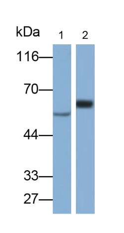 Invitrogen FADS2 Polyclonal Antibody:Antibodies:Primary Antibodies