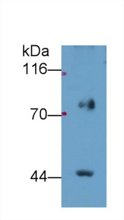 Invitrogen FADS2 Polyclonal Antibody:Antibodies:Primary Antibodies