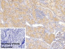 Invitrogen Ferritin Heavy Chain Polyclonal Antibody 200 &mu;L; Unconjugated:Antibodies,