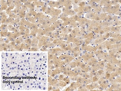 Invitrogen Ferritin Heavy Chain Polyclonal Antibody 200 &mu;L; Unconjugated:Antibodies,