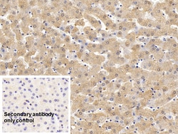 Invitrogen Ferritin Heavy Chain Polyclonal Antibody 200 &mu;L; Unconjugated:Antibodies,