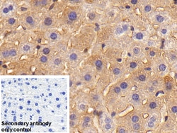 Invitrogen Ferritin Heavy Chain Polyclonal Antibody:Antibodies:Primary