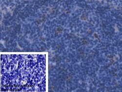 Invitrogen Ferritin Light Chain Polyclonal Antibody 20 μL; Unconjugated:Antibodies,