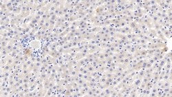 Invitrogen Fetuin B Polyclonal Antibody:Antibodies:Primary Antibodies