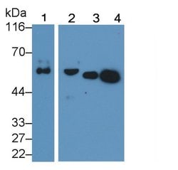 Invitrogen Fetuin B Polyclonal Antibody:Antibodies:Primary Antibodies