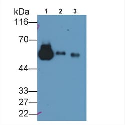 Invitrogen Fetuin B Polyclonal Antibody 200 &mu;L; Unconjugated:Antibodies,