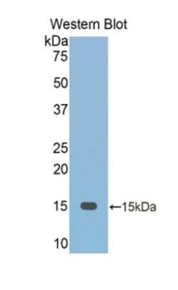 Invitrogen Fetuin B Polyclonal Antibody:Antibodies:Primary Antibodies