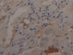 Invitrogen Fibrinogen Beta Chain Polyclonal Antibody 20 &mu;L | Buy Online | Invitrogen&trade; | Fisher Scientific