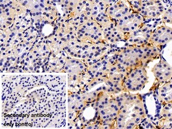 Invitrogen Fibrinogen Beta Chain Polyclonal Antibody 20 &mu;L | Buy Online | Invitrogen&trade; | Fisher Scientific