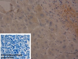 Invitrogen Fibrinogen Beta Chain Polyclonal Antibody 20 &mu;L | Buy Online | Invitrogen&trade; | Fisher Scientific