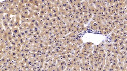 Invitrogen FGL1 Polyclonal Antibody 20 &mu;L; Unconjugated:Antibodies,