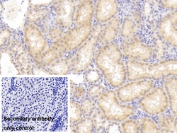 Invitrogen FIGN Polyclonal Antibody 20 &mu;L; Unconjugated:Antibodies,