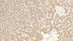 Invitrogen FIGN Polyclonal Antibody 20 &mu;L; Unconjugated:Antibodies,