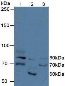 Invitrogen FIGN Polyclonal Antibody 20 &mu;L; Unconjugated:Antibodies,