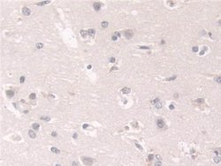 Invitrogen FKBP4 Polyclonal Antibody 20 &mu;L; Unconjugated:Antibodies,