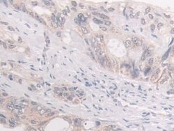 Invitrogen FKBP4 Polyclonal Antibody 20 &mu;L; Unconjugated:Antibodies,